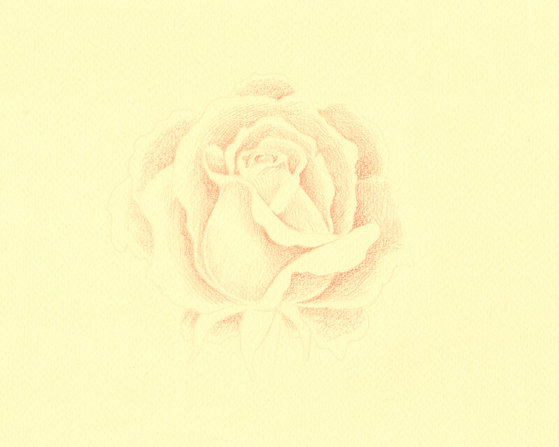 Outlining the rose with colored pencils and adding locations of darker value