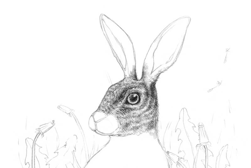 Drawing in the fur of the rabbit with hatching