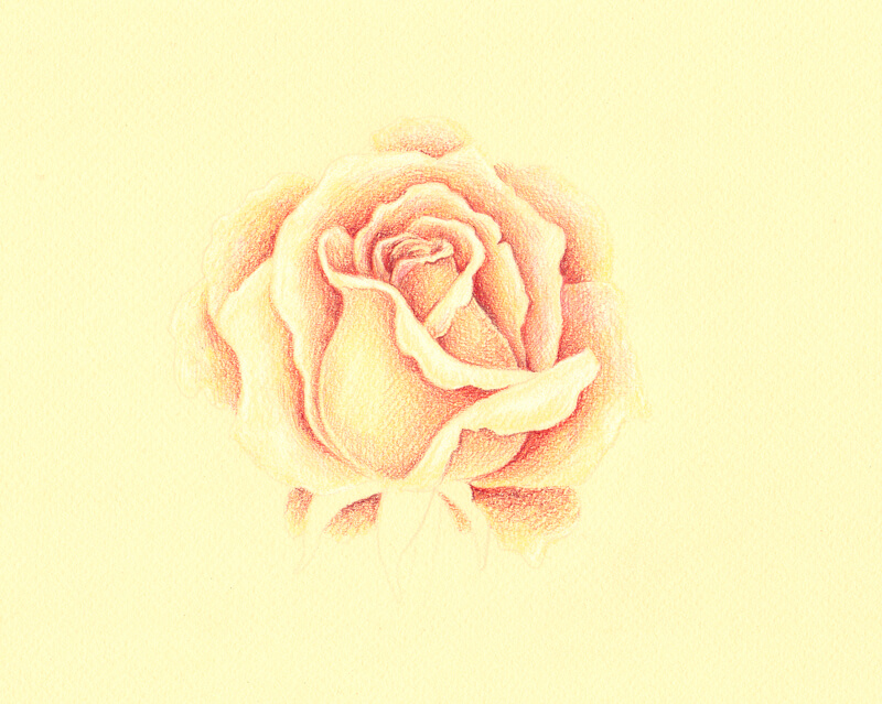 how-to-draw-a-rose-with-pencil-video