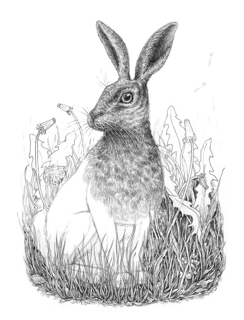 Drawing grass in the background behind the rabbit
