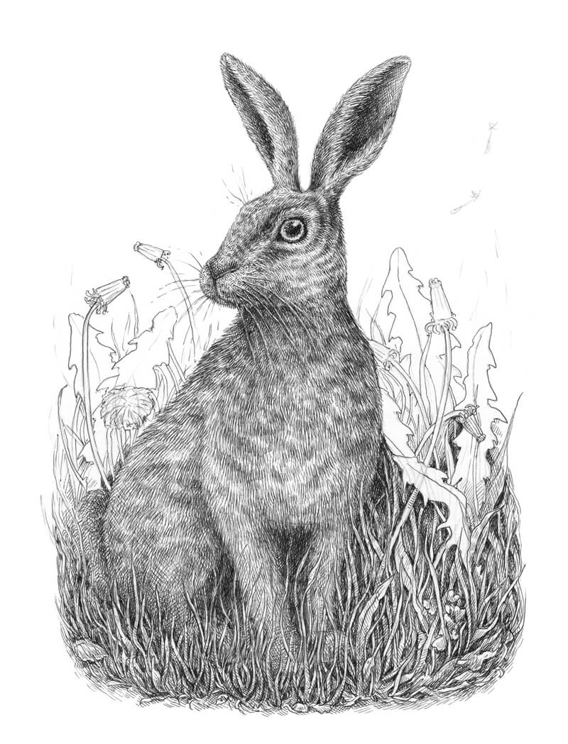 Completing the fur of the rabbit with ink pens