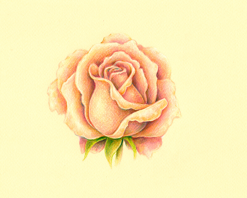 How To Draw A Realistic Rose With Colored Pencils