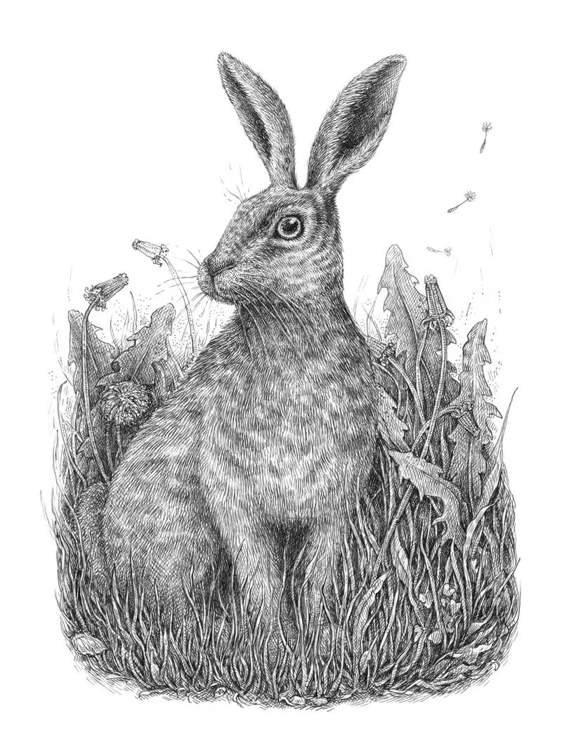 Pen and ink drawing of a rabbit