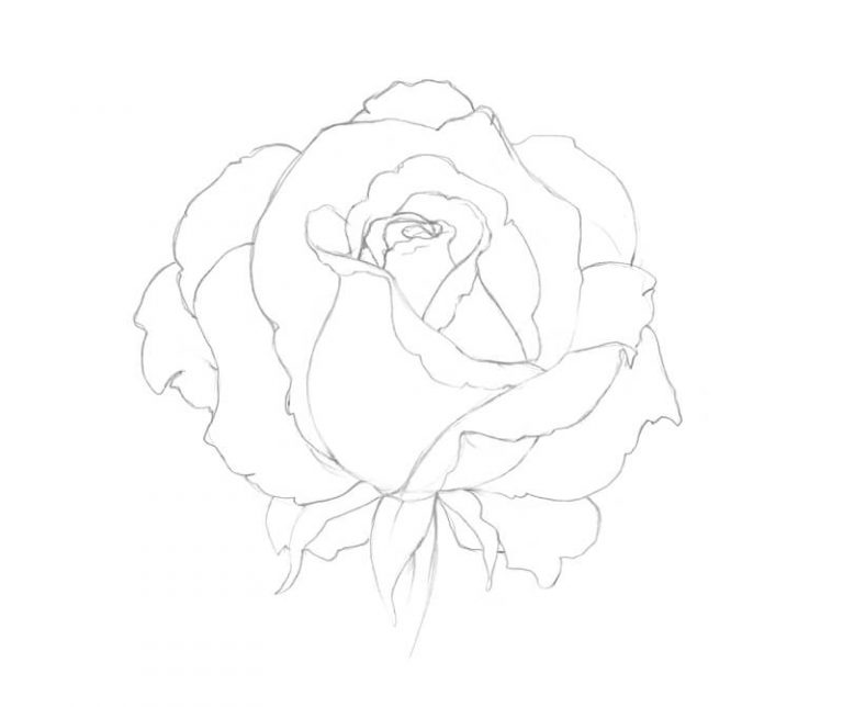 How to Draw a Rose