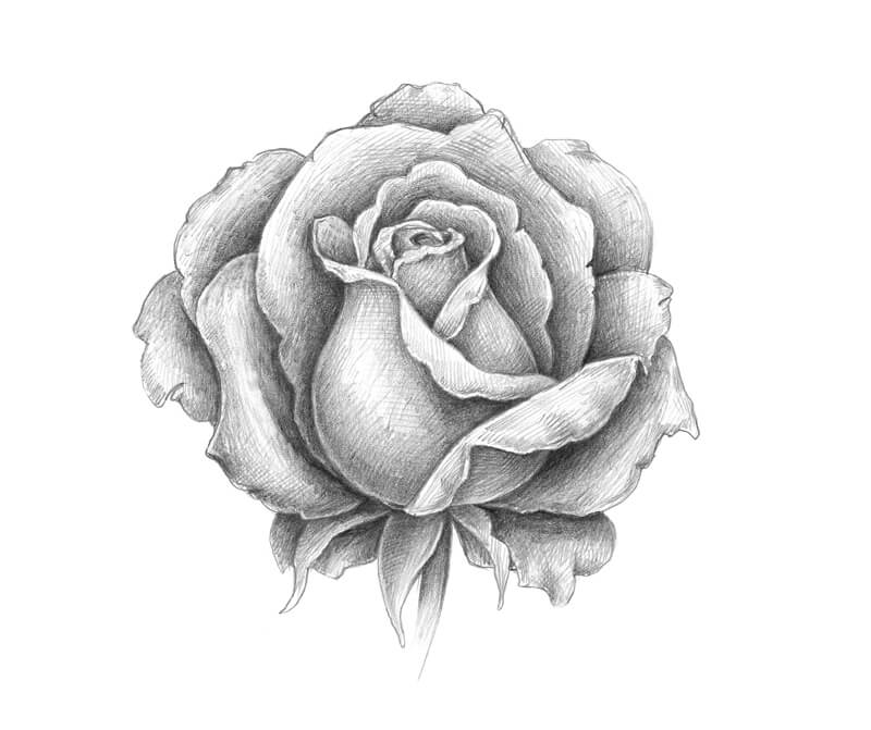 simple rose drawings in pencil