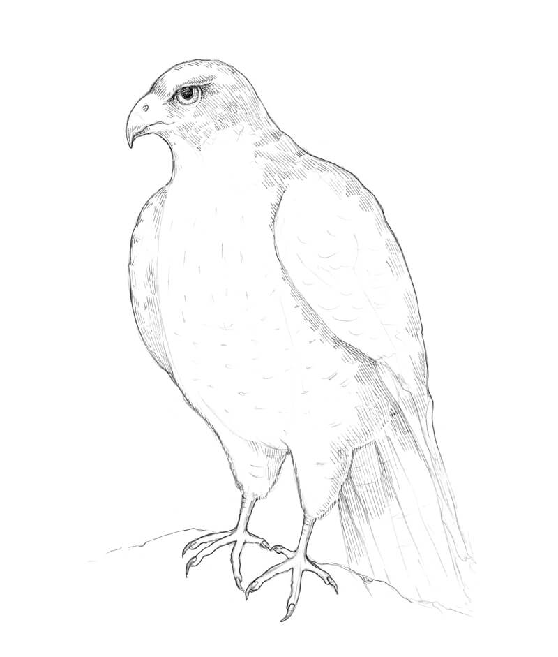 how to draw a falcon step by step easy