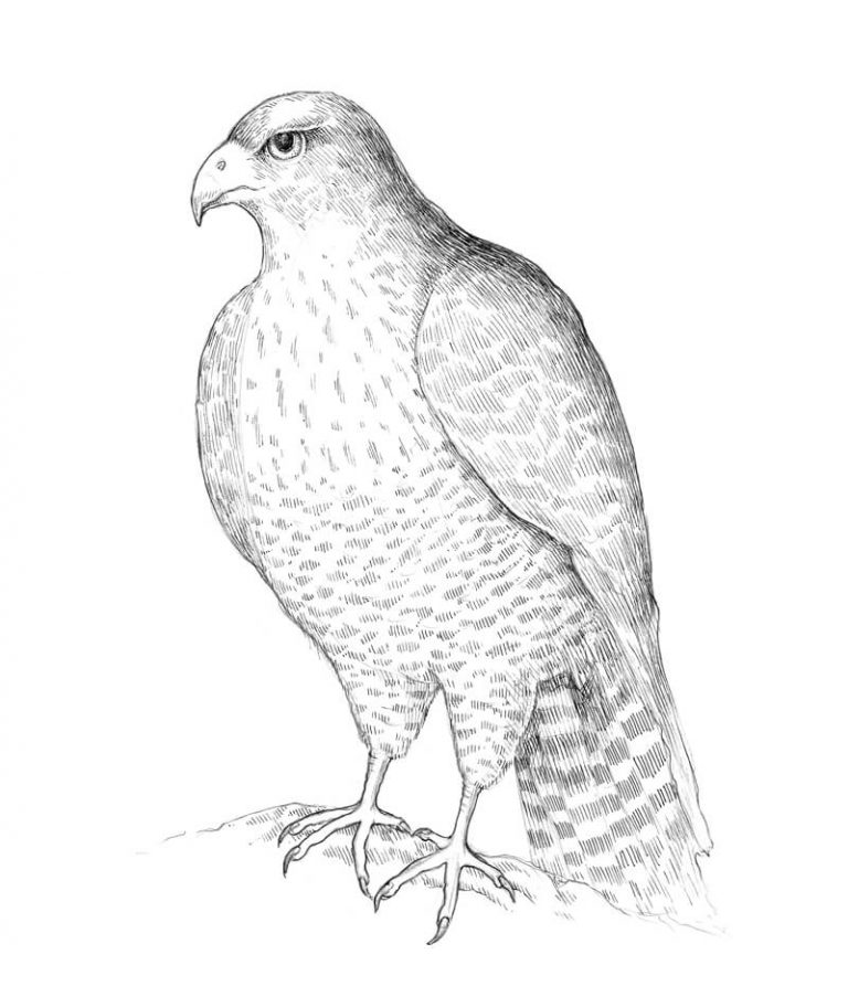 How to Draw a Falcon with Pen and Ink