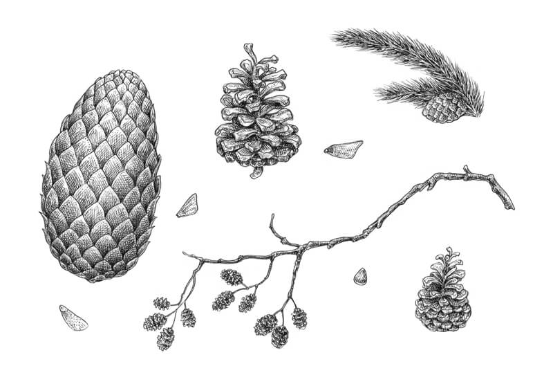 Completing the drawing of pine cones with ink