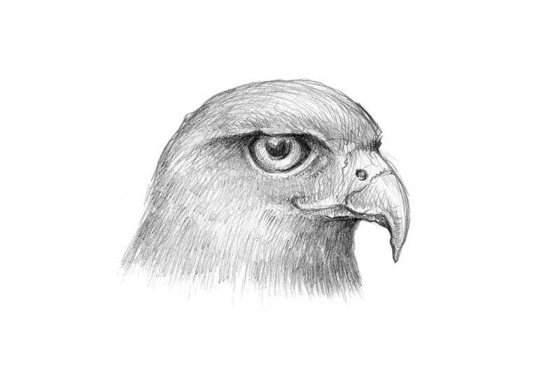 Falcon sketch