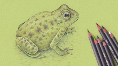  Easy Frog Pencil Drawing 