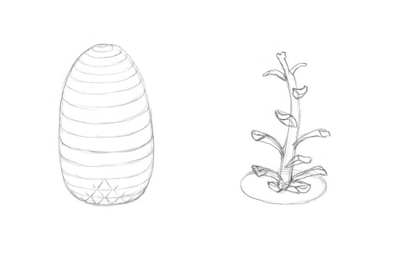 Analyzing a pine cone before drawing