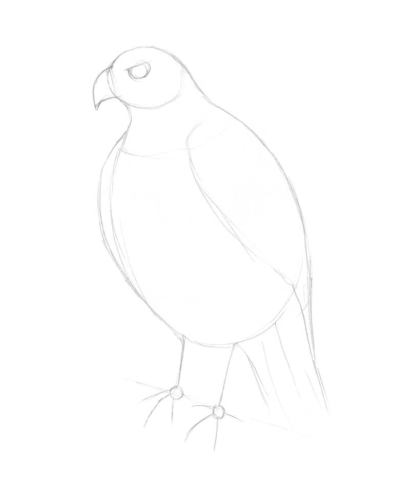 Drawing the basic shapes of the body of the falcon