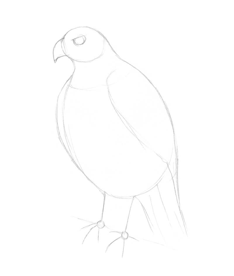 How To Draw A Falcon Step By Step Easy The images above represents how