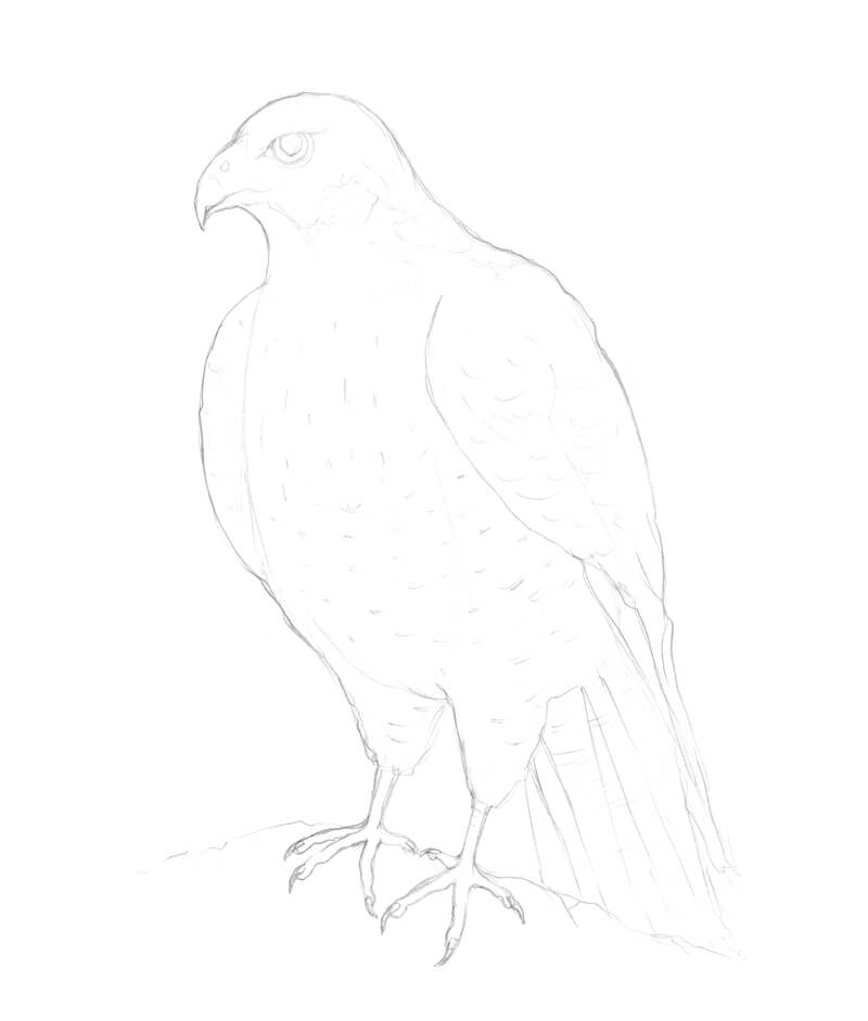 how to draw a falcon step by step easy