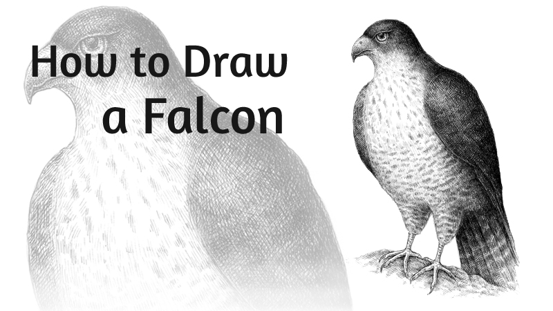 How to Draw Hatching (and Raise your Speed of Sketching)