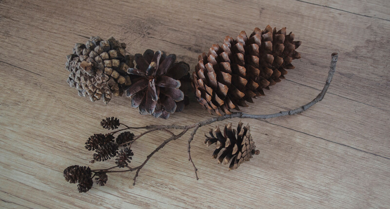Various types of pine cones