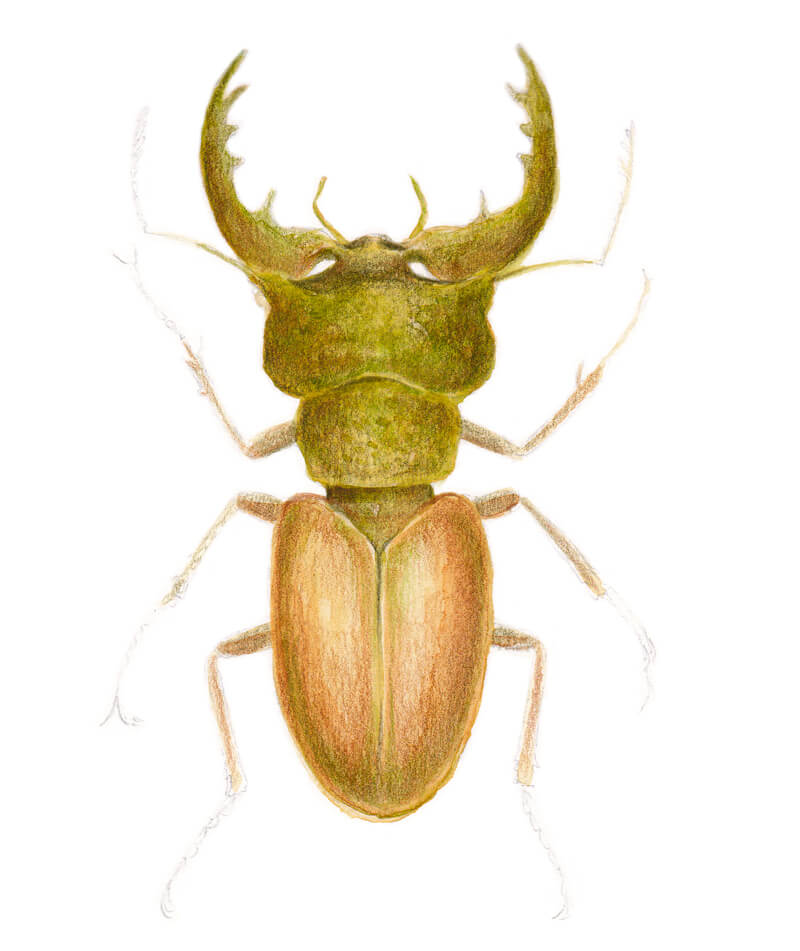 Adding greens and browns to the drawing of a stag beetle
