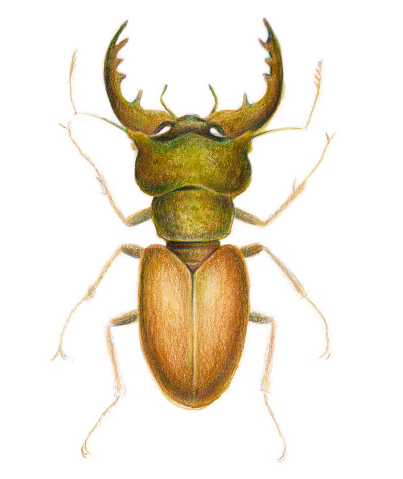 Adding color to the thorax of the beetle