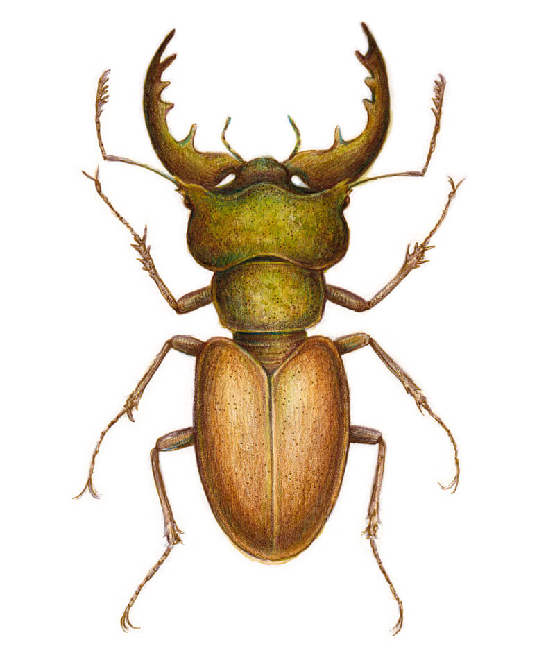 How to draw a stag beetle with mixed media