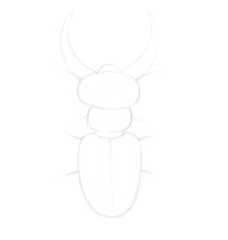 Drawing a stag beetle with basic shapes