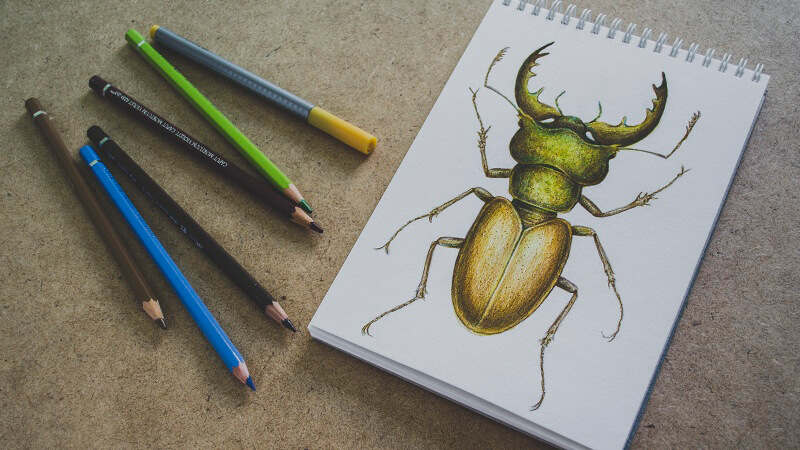 beetle drawing