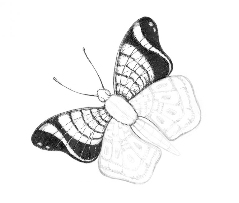 How to Draw a Butterfly with Pen and Ink and Colorful Stippling
