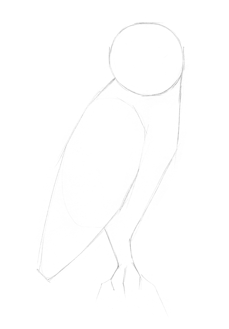 1 how to draw an owl starting with basic shapes