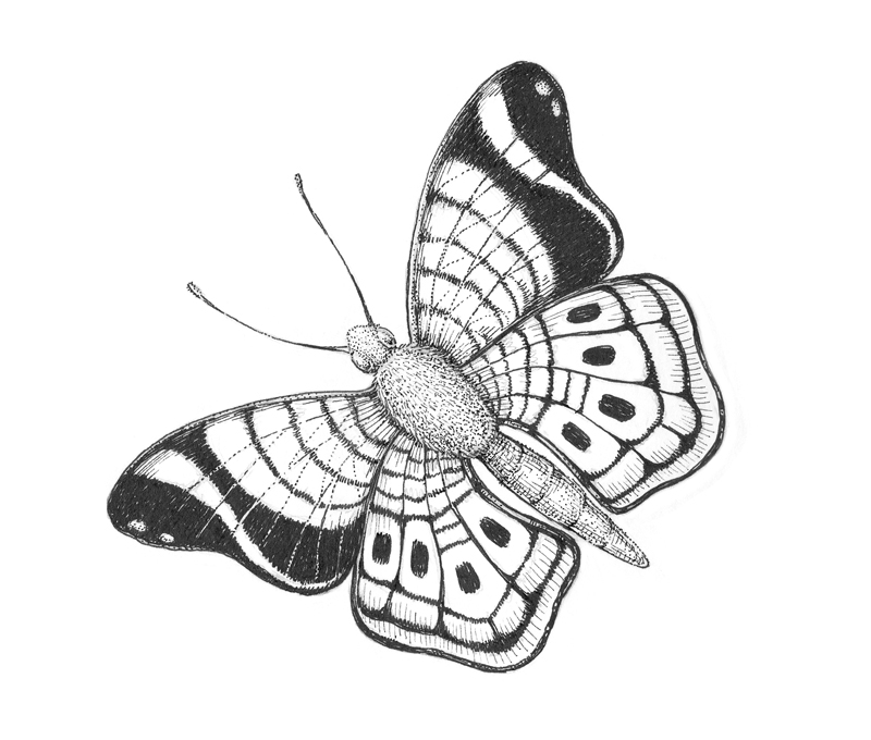 drawing pictures of butterflies