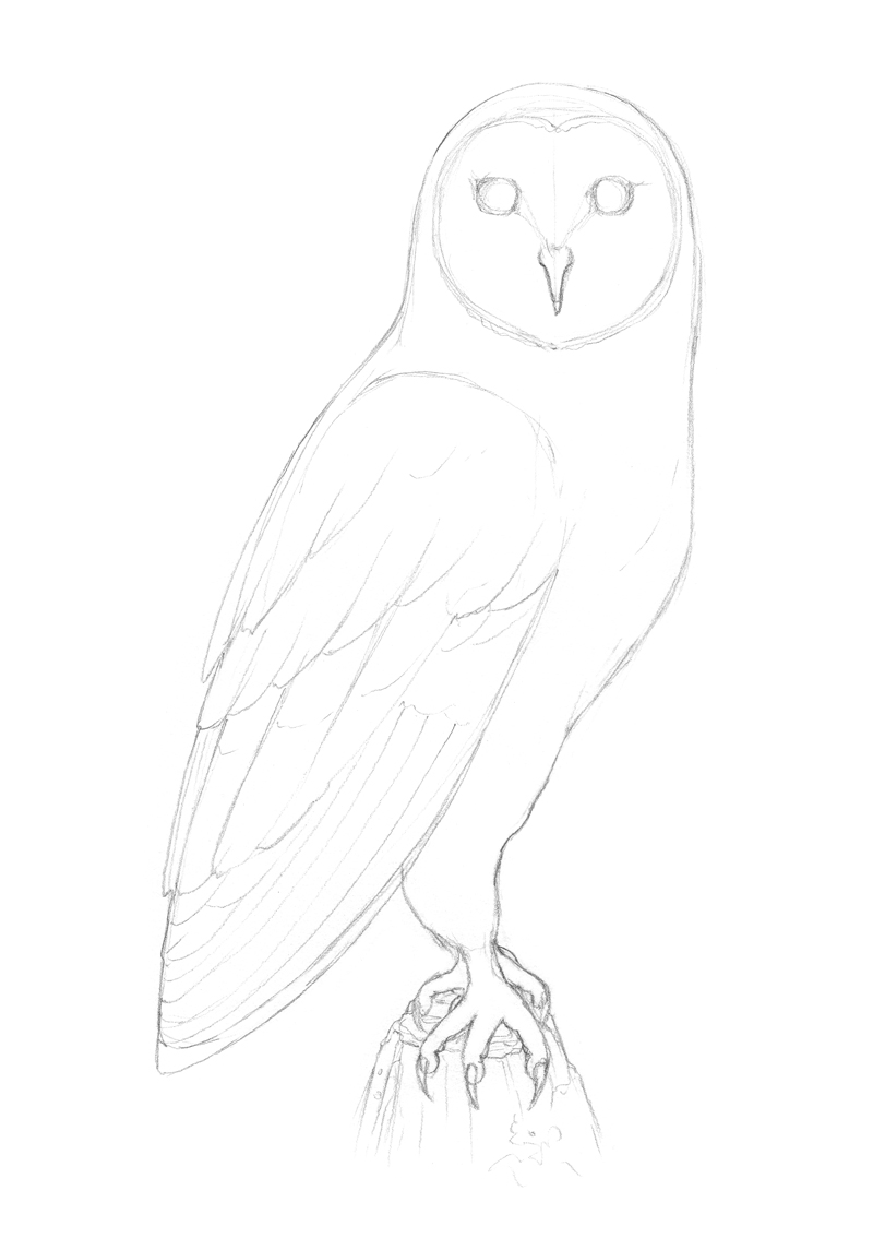 How To Draw An Owl Easy Step By Step halvedtapes