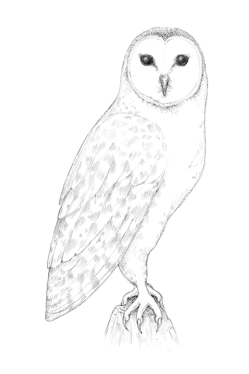 How to Draw an Owl with Pen and Ink