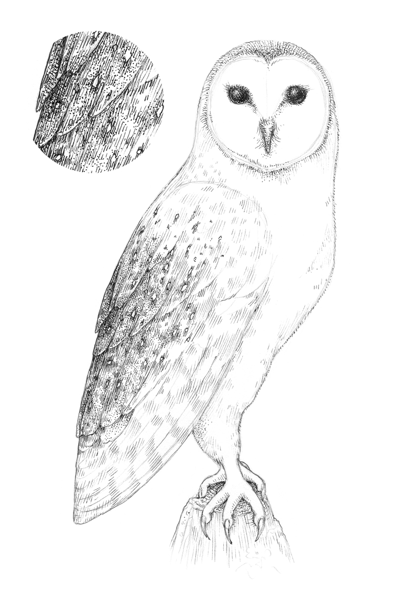 How To Draw An Owl With Pen And Ink