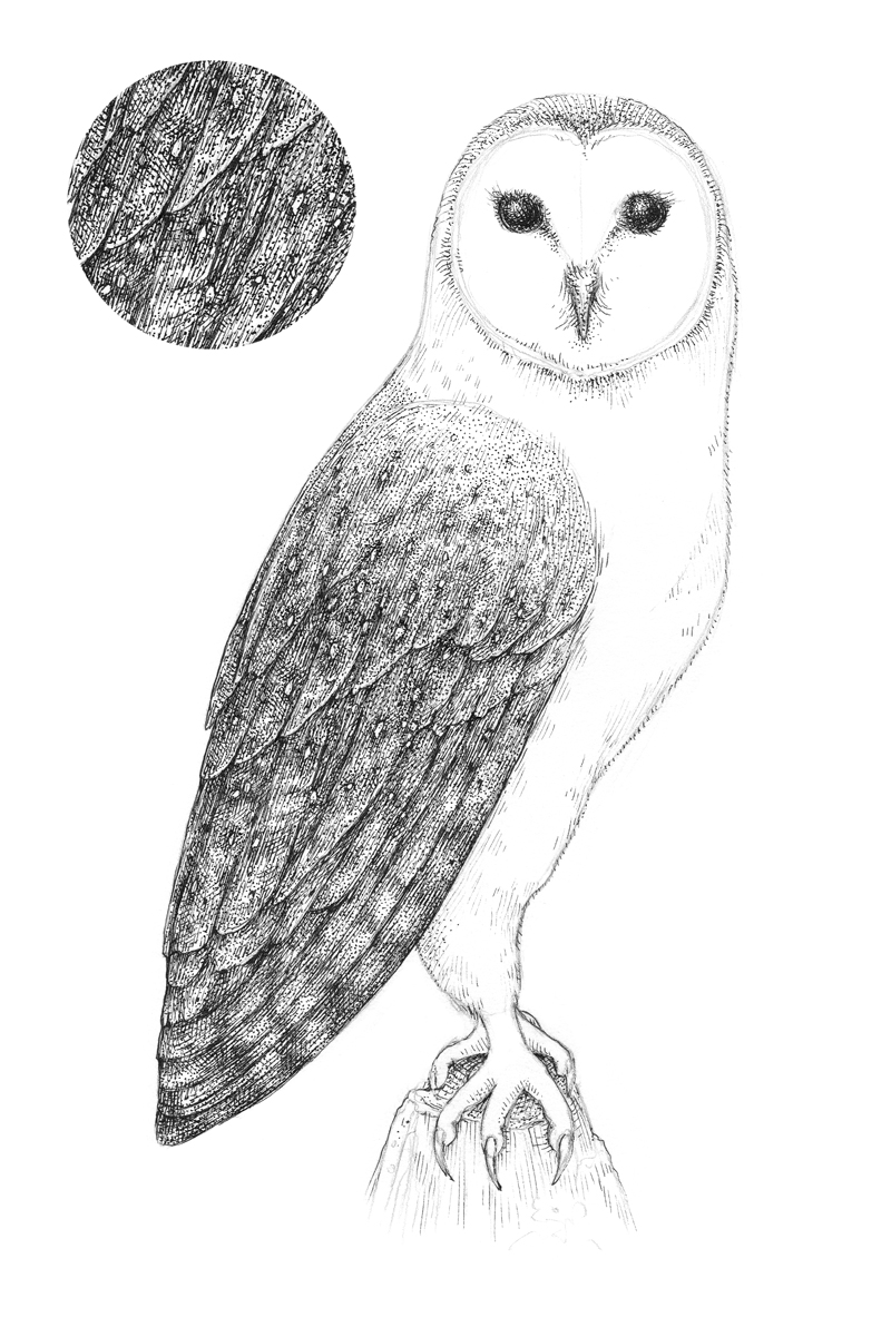 owl wings drawing