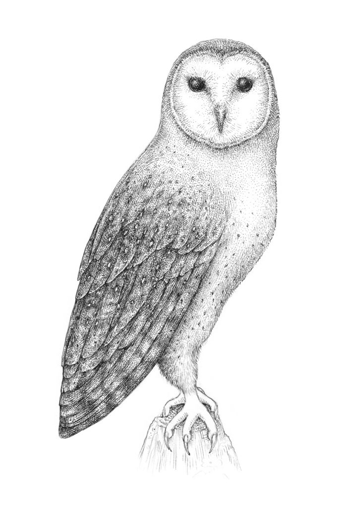 How to Draw an Owl with Pen and Ink