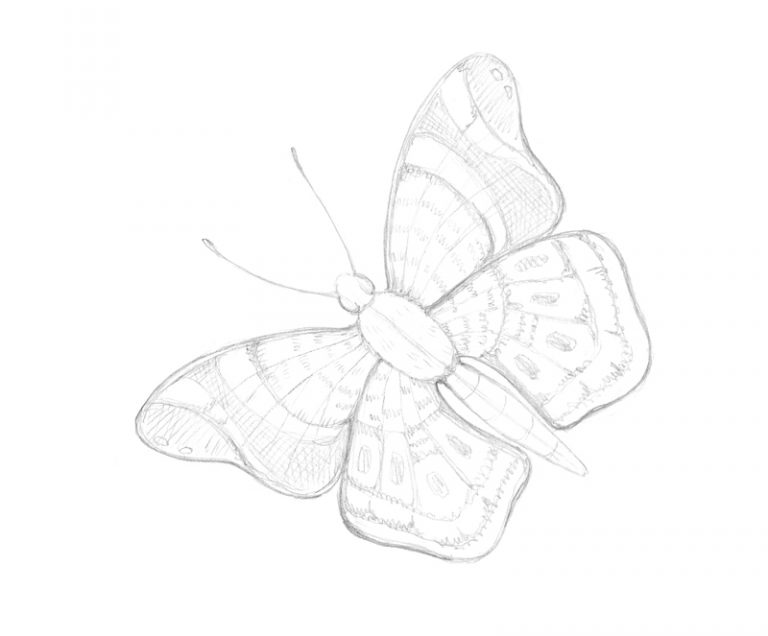 How to Draw a Butterfly with Pen and Ink and Colorful Stippling