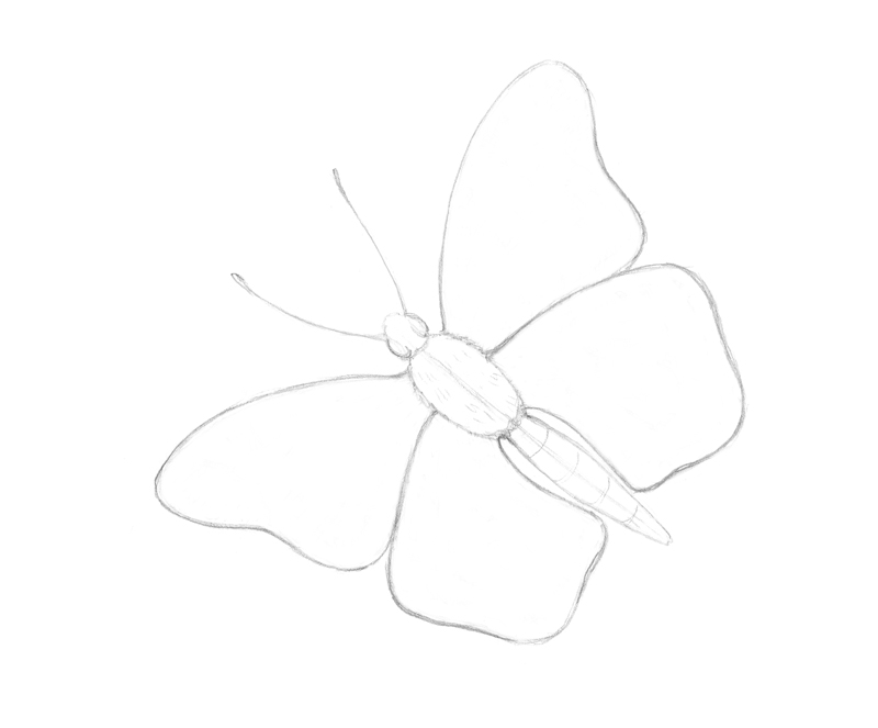 Refined pencil sketch of a butterfly