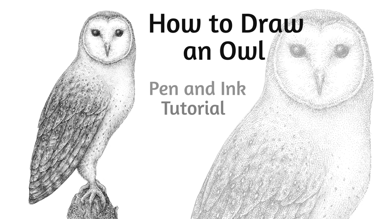 OWL sketch - Finished Artworks - Krita Artists