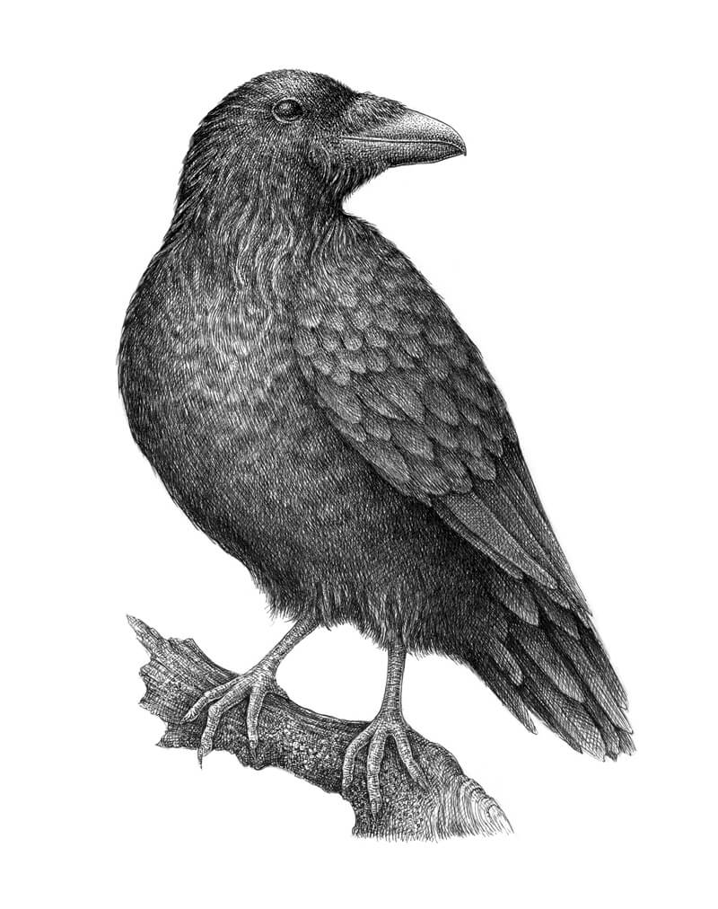 Pen and ink drawing of a raven