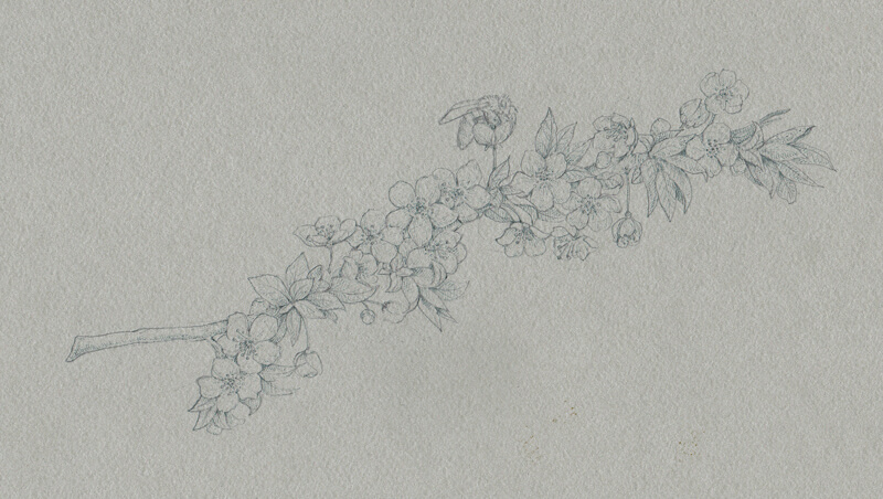 Drawing Flowers with Black and White Ink on Toned Paper