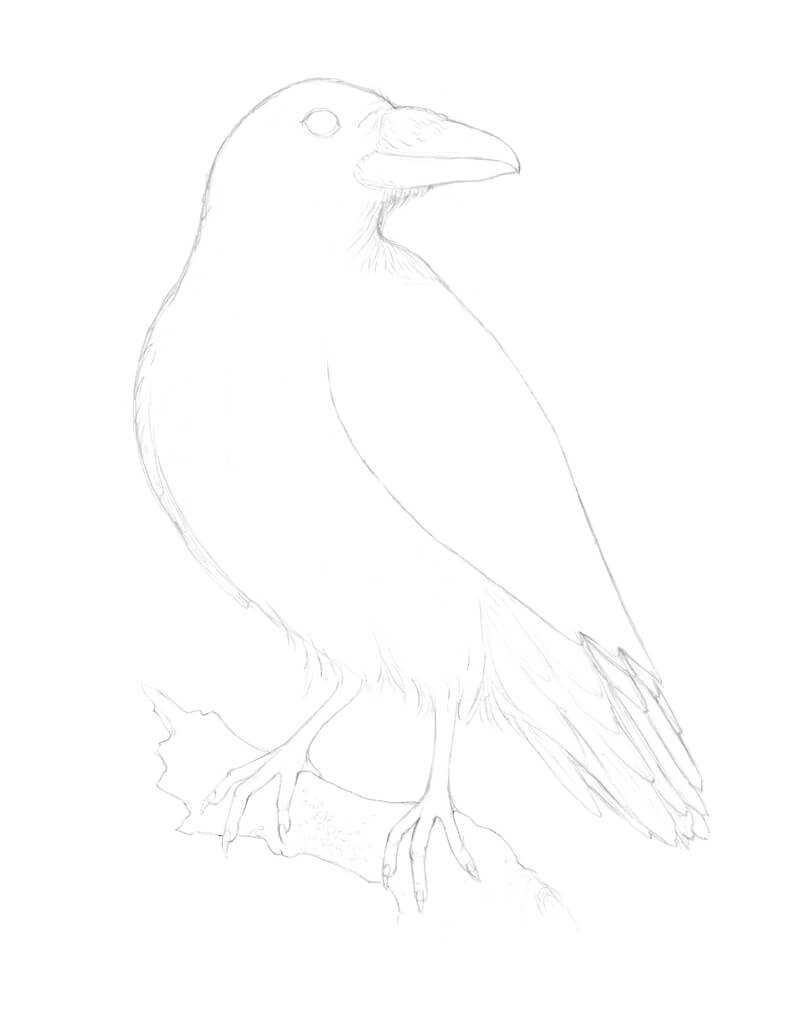 Common or Northern Raven - Corvus corax Drawing by Zephyr Polk - Pixels