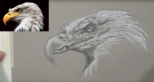 Timed Sketching Exercise – Eagle