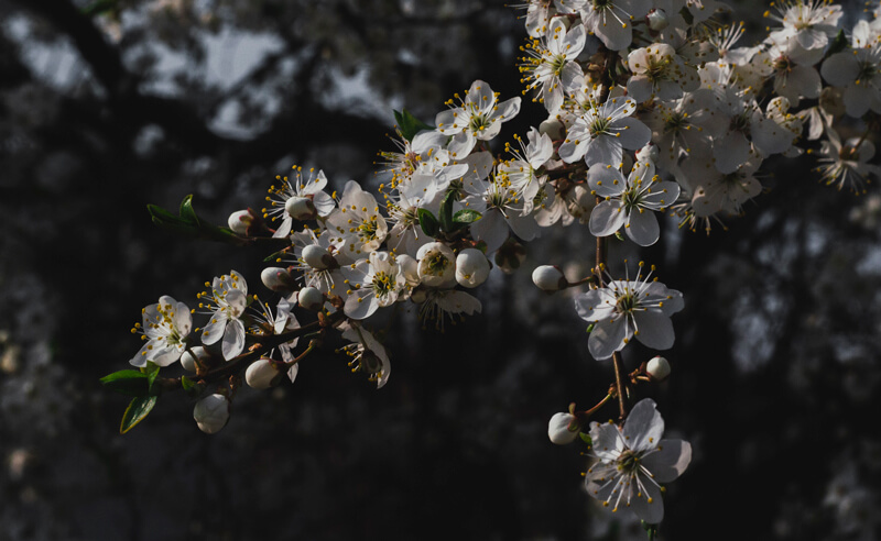 Photo reference of flowers used to create the drawing