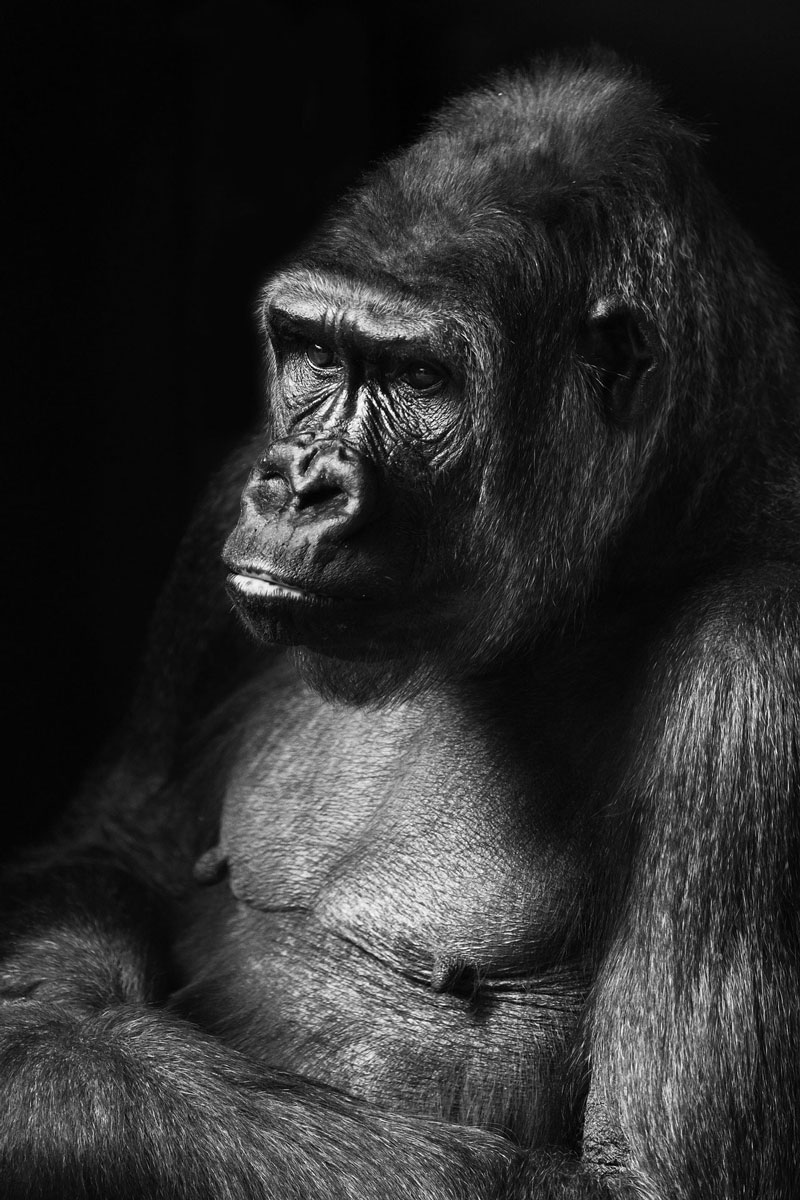 Timed Sketching Exercise – Gorilla with Charcoal