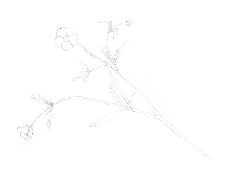 Drawing the first stem of the flower with pencil