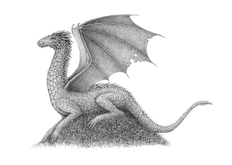 Pen and ink drawing of a dragon