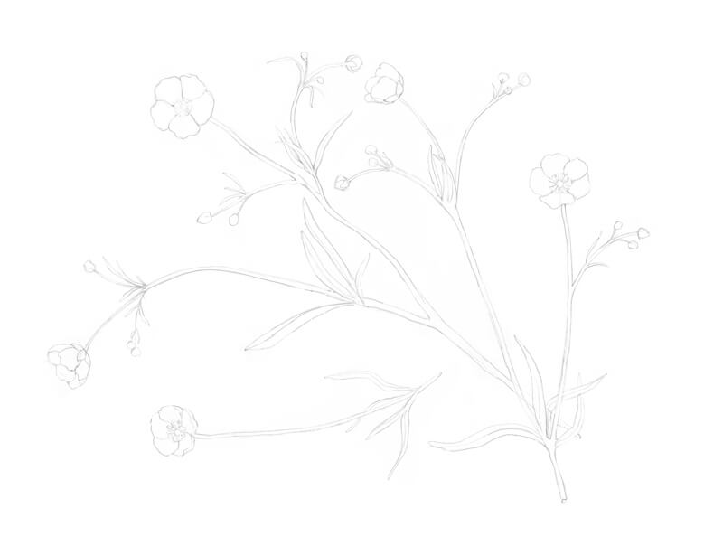 Pencil sketch of flowers