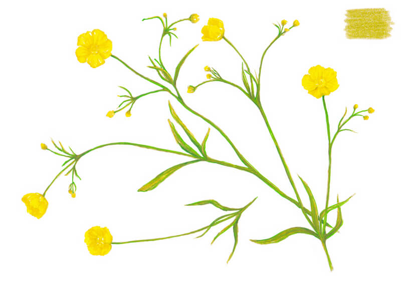 Adding green to the stems in the drawing of the flower