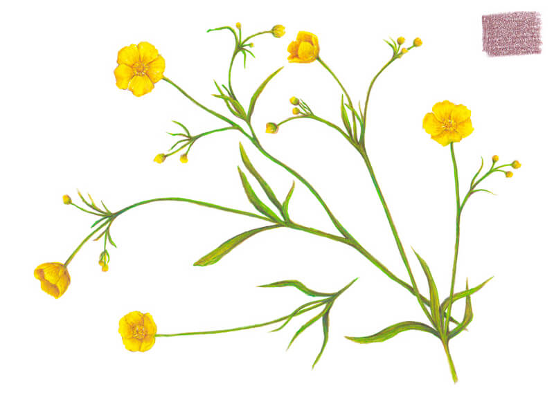 Botanical illustration of buttercup flowers with colored pencils and markers