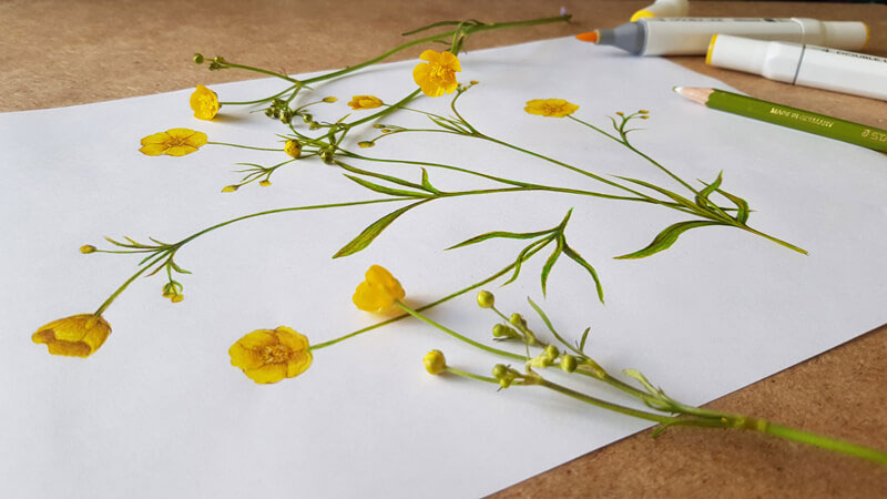 botanical flower drawing