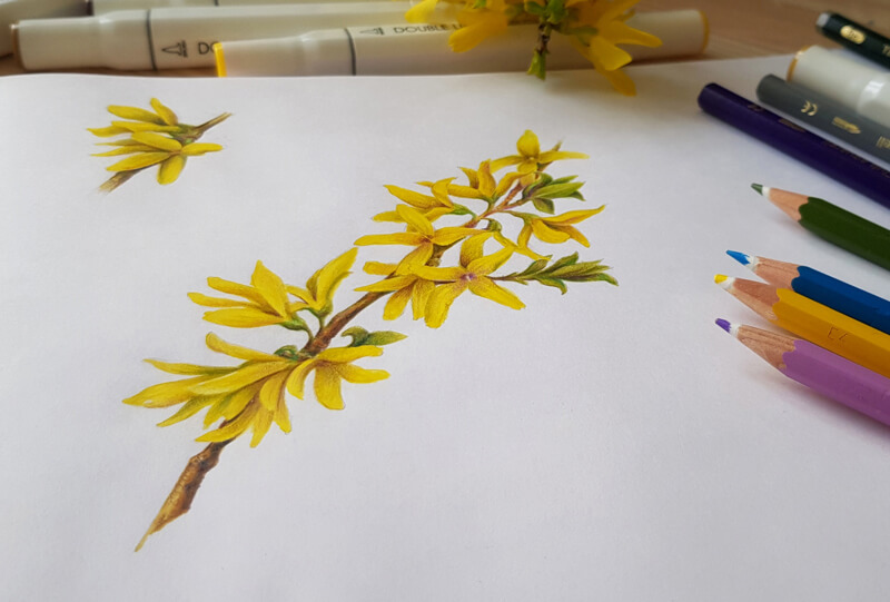 flower colored pencil drawings