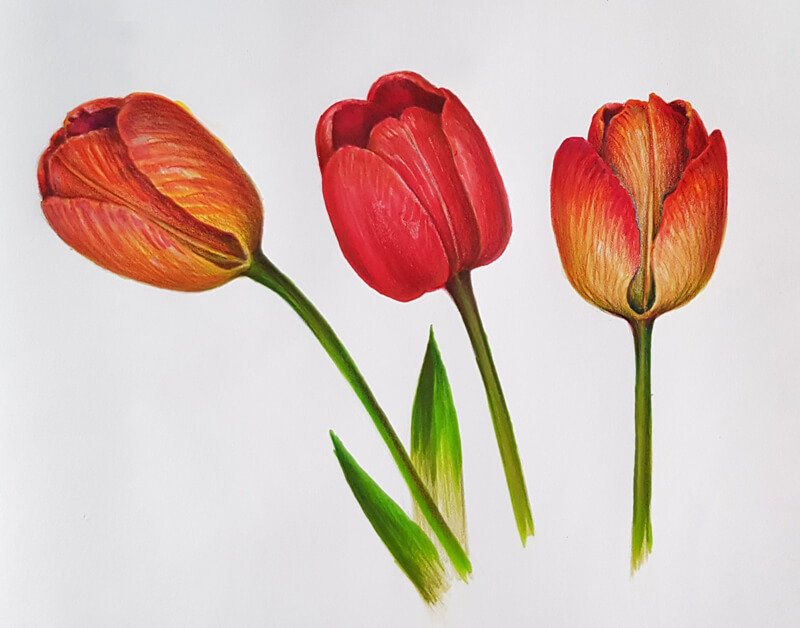 Drawing of flowers with colored pencils and markers